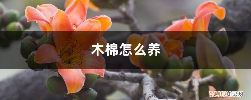 木棉的养殖方法和注意事项 木棉怎么养