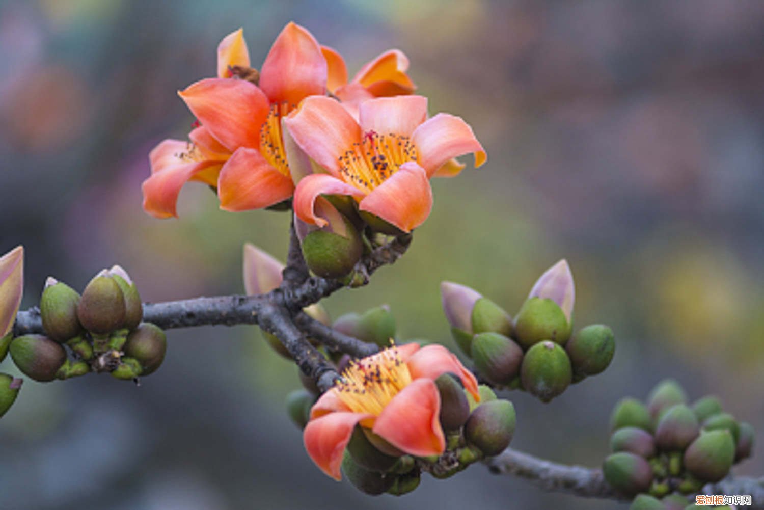 木棉的养殖方法和注意事项 木棉怎么养