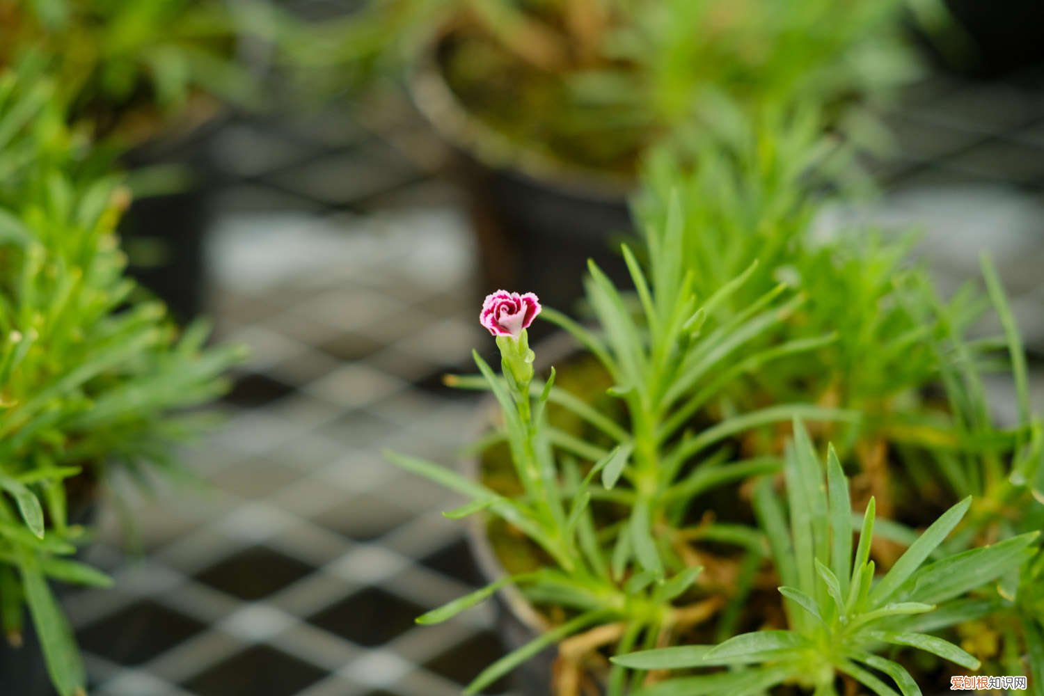 盆栽康乃馨怎么养 7个细节话你知 盆栽康乃馨怎么养