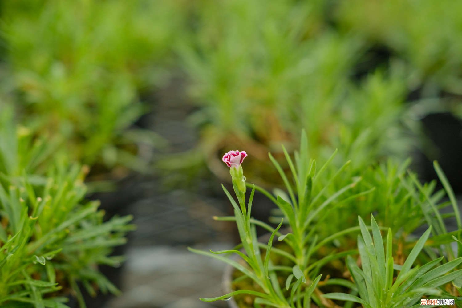 盆栽康乃馨怎么养 7个细节话你知 盆栽康乃馨怎么养