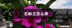 石斛兰怎么养活 石斛兰怎么养