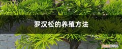 菊花罗汉松的养殖方法 罗汉松的养殖方法