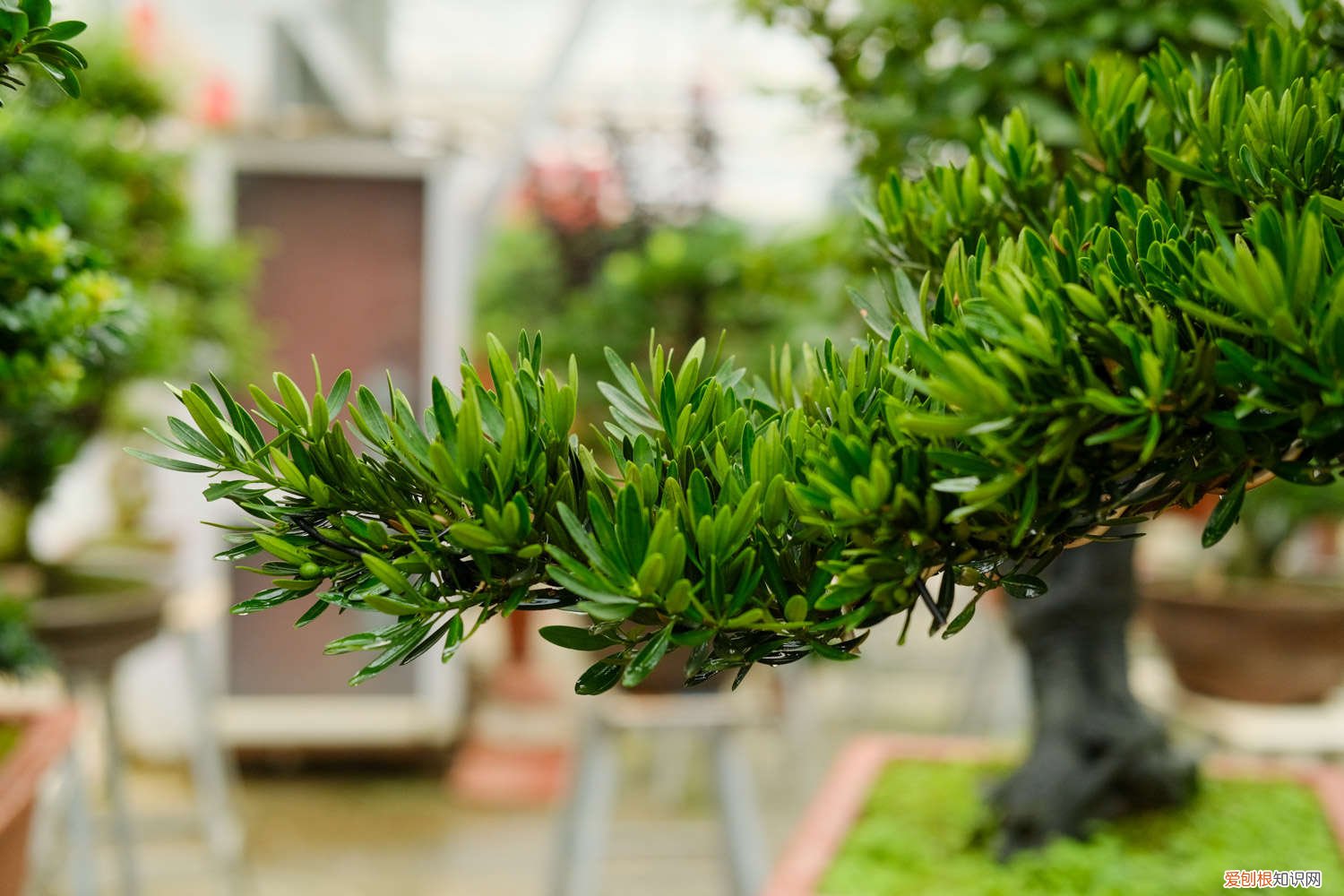 菊花罗汉松的养殖方法 罗汉松的养殖方法