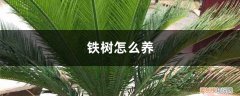 苏铁铁树怎么养 铁树怎么养