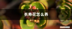 室内养长寿花有毒吗? 长寿花怎么养，在室内养有毒吗