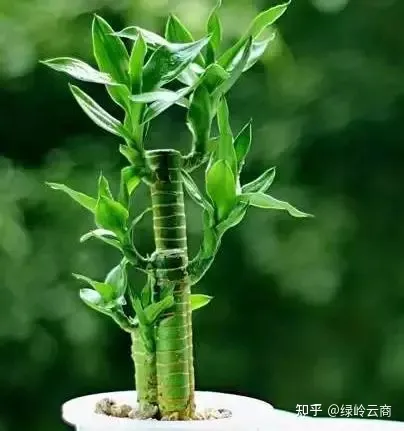 各种花卉的养护方法有哪些，经验| 30种常见花卉养护大全