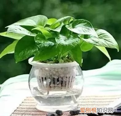 各种花卉的养护方法有哪些，经验| 30种常见花卉养护大全