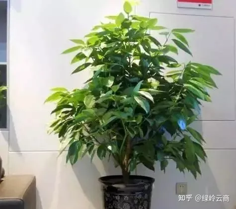 各种花卉的养护方法有哪些，经验| 30种常见花卉养护大全