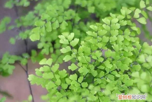 各种花卉的养护方法有哪些，经验| 30种常见花卉养护大全