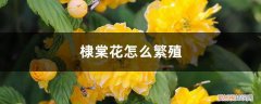 棣棠花怎么繁殖后代 棣棠花怎么繁殖