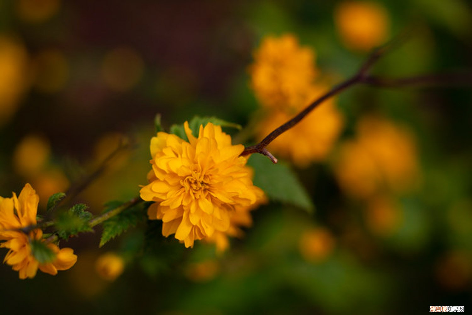 棣棠花怎么繁殖后代 棣棠花怎么繁殖