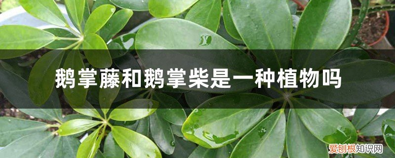 鹅掌藤和鹅掌木有什么区别 鹅掌藤和鹅掌柴是一种植物吗