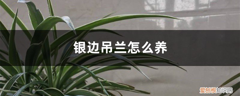 银边吊兰养殖方法 银边吊兰怎么养