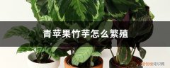 青苹果竹芋的养殖方法和注意事项 青苹果竹芋怎么繁殖