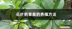 鹅掌柴的养殖方法和注意事项盆栽 花叶鹅掌柴的养殖方法