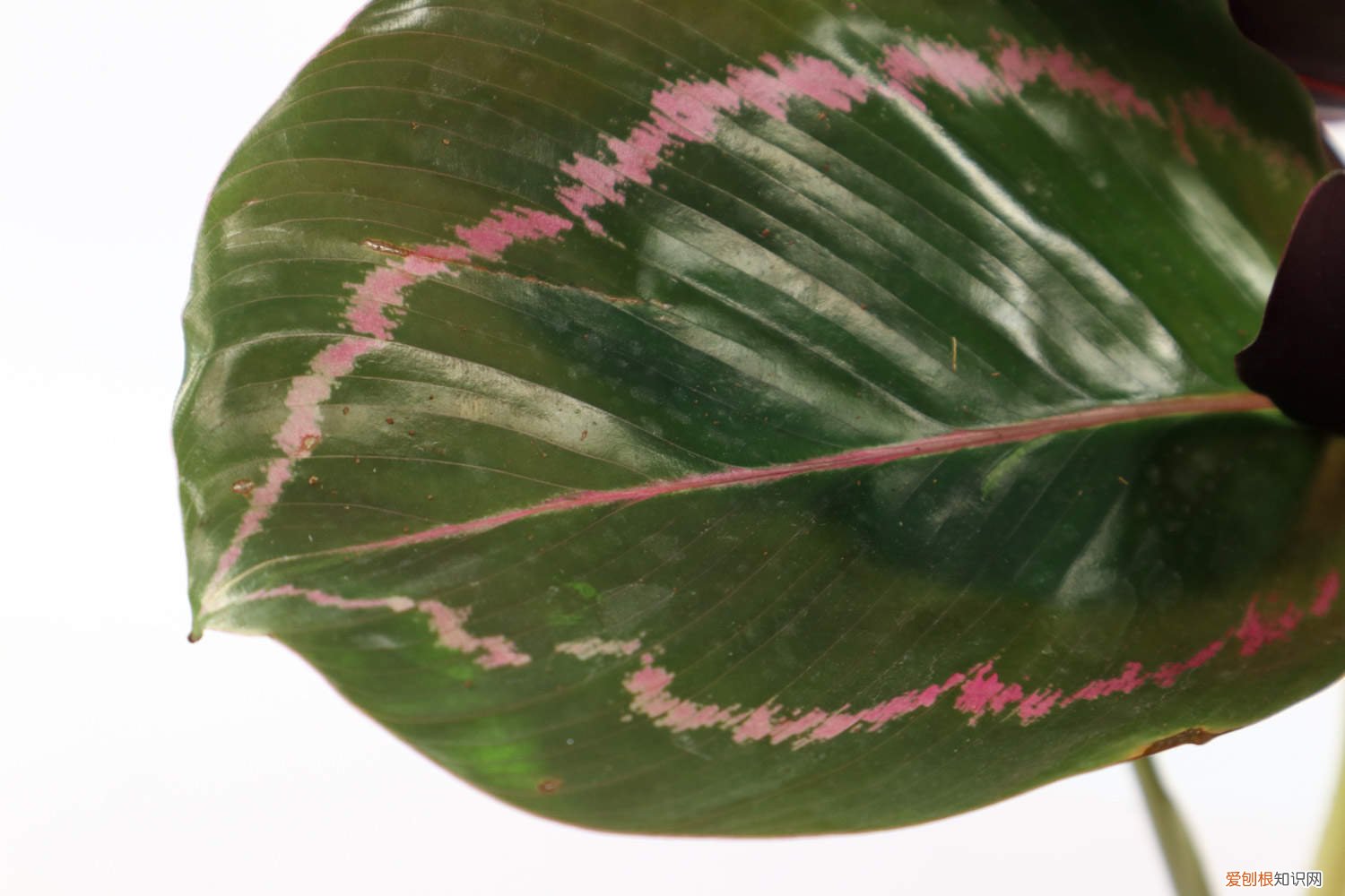 青苹果竹芋怎么养视频 青苹果竹芋怎么养