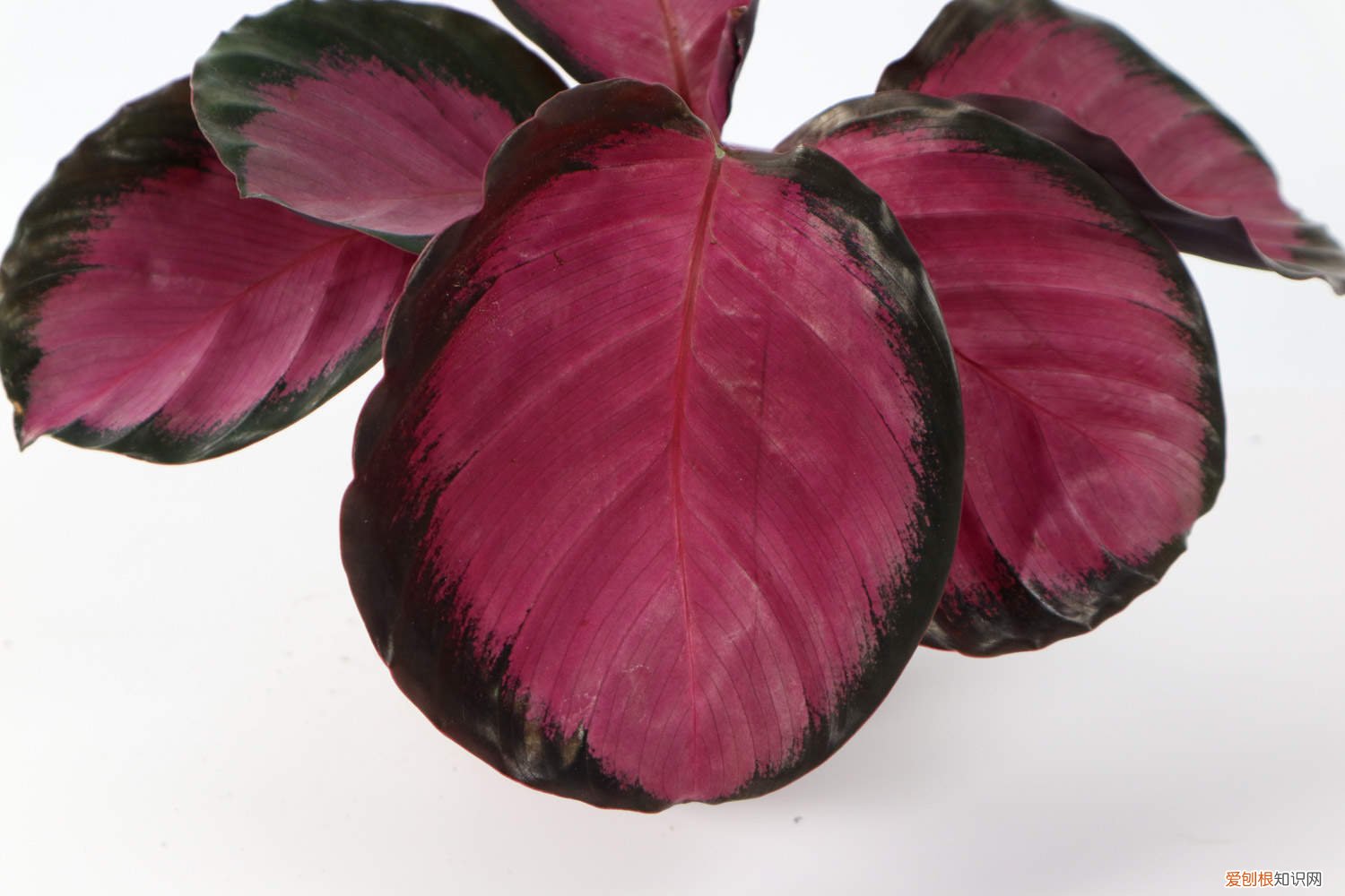 青苹果竹芋怎么养视频 青苹果竹芋怎么养