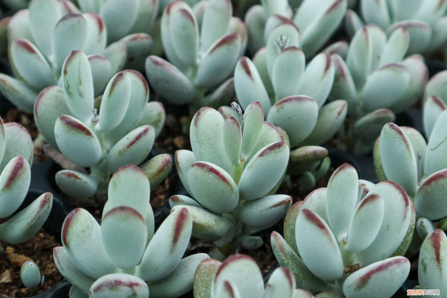 养乒乓福娘有什么好处 乒乓福娘的养殖方法和注意事项