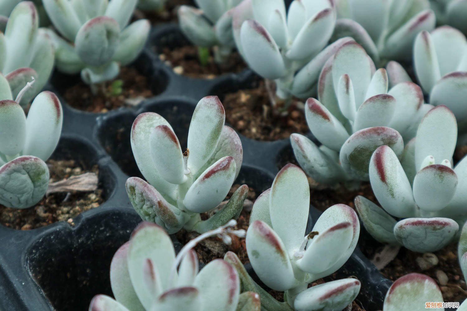 养乒乓福娘有什么好处 乒乓福娘的养殖方法和注意事项