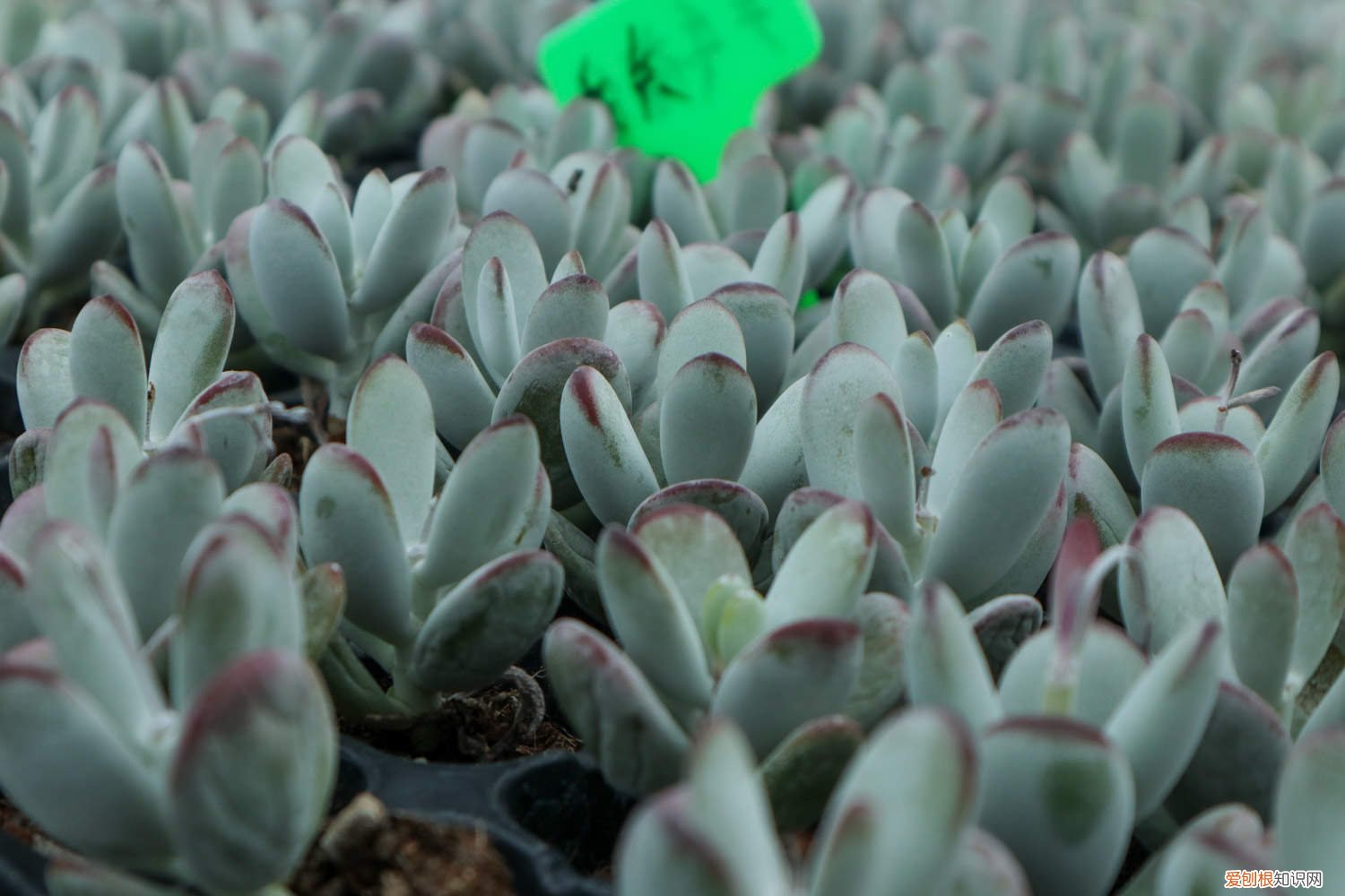 养乒乓福娘有什么好处 乒乓福娘的养殖方法和注意事项