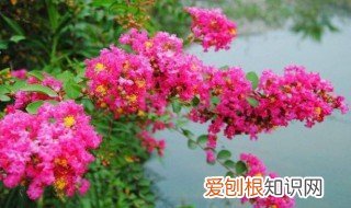 植物也痒痒痒树是什么 痒痒树花有什么功效