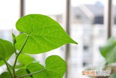 牵牛花的成长日记观察五篇 四 牵牛花的成长日记