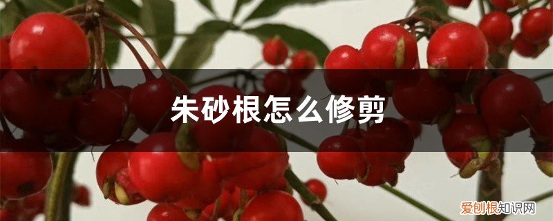 朱砂根修剪打顶视频 朱砂根怎么修剪