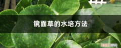 镜面草怎么浇水 镜面草的水培方法