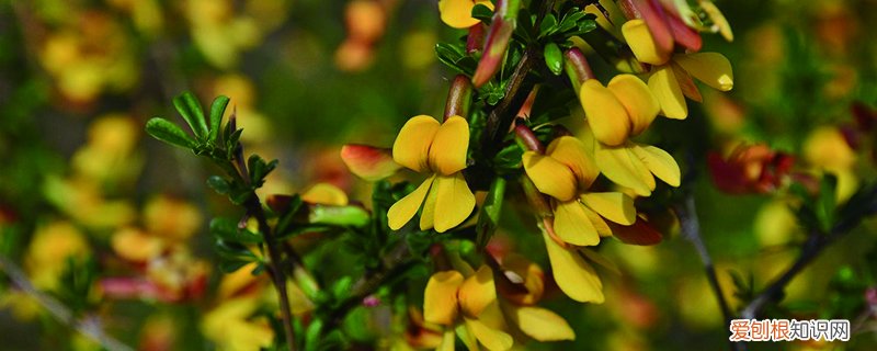 金雀花的养植方法 金雀花怎么养