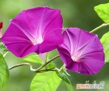 牵牛花的成长日记观察五篇 五 牵牛花的成长日记