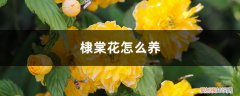 棣棠花好养吗 棣棠花怎么养