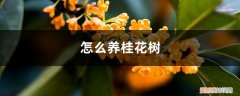 怎么养桂花树盆栽 怎么养桂花树