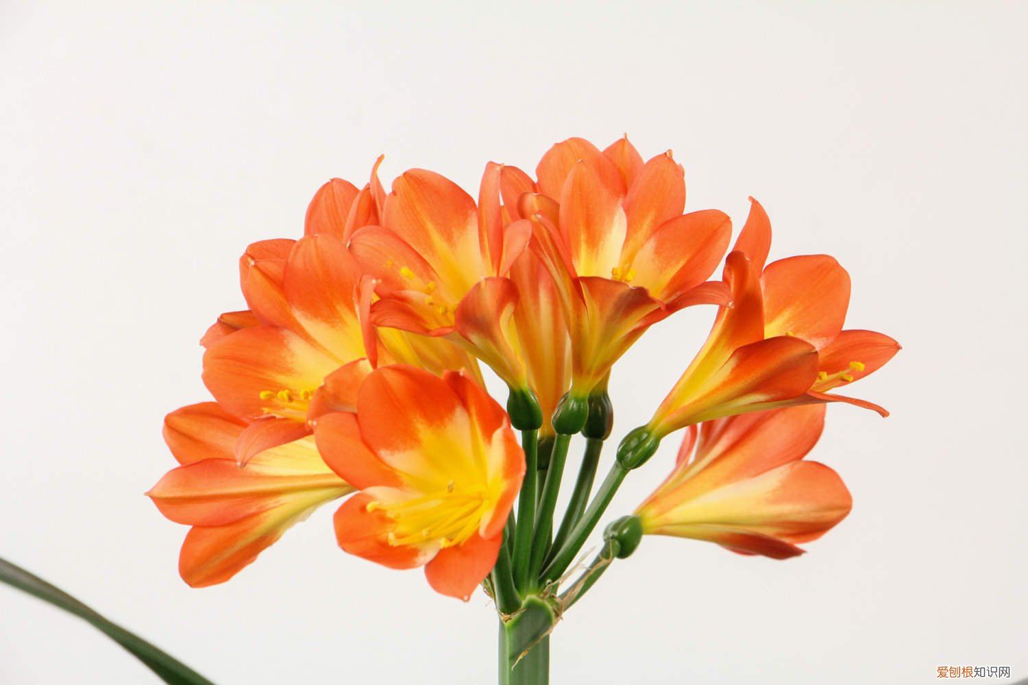 那些树叶子可以养君子兰 君子兰叶子怎么养能富有光泽