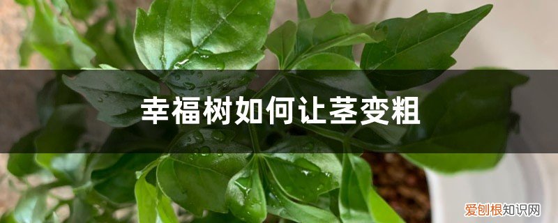 幸福树如何让茎变粗长 幸福树如何让茎变粗