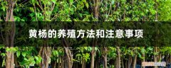 雀舌黄杨的养殖方法和注意事项 黄杨的养殖方法和注意事项