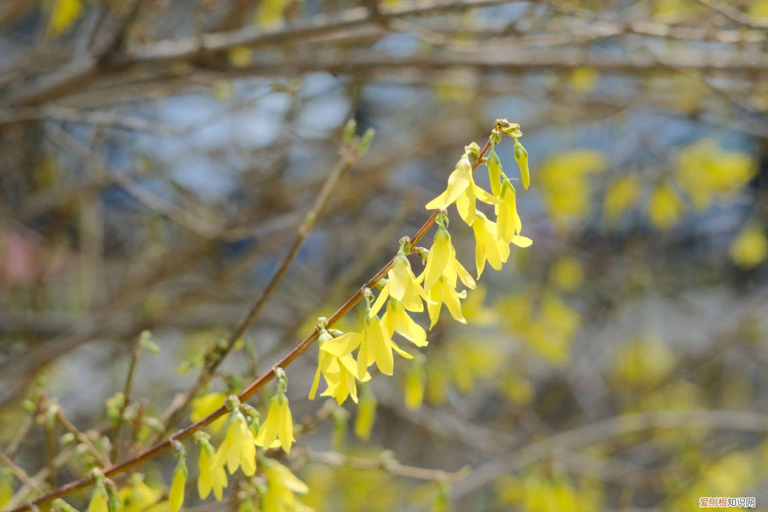 连翘的养殖方法和注意事项 连翘怎么养