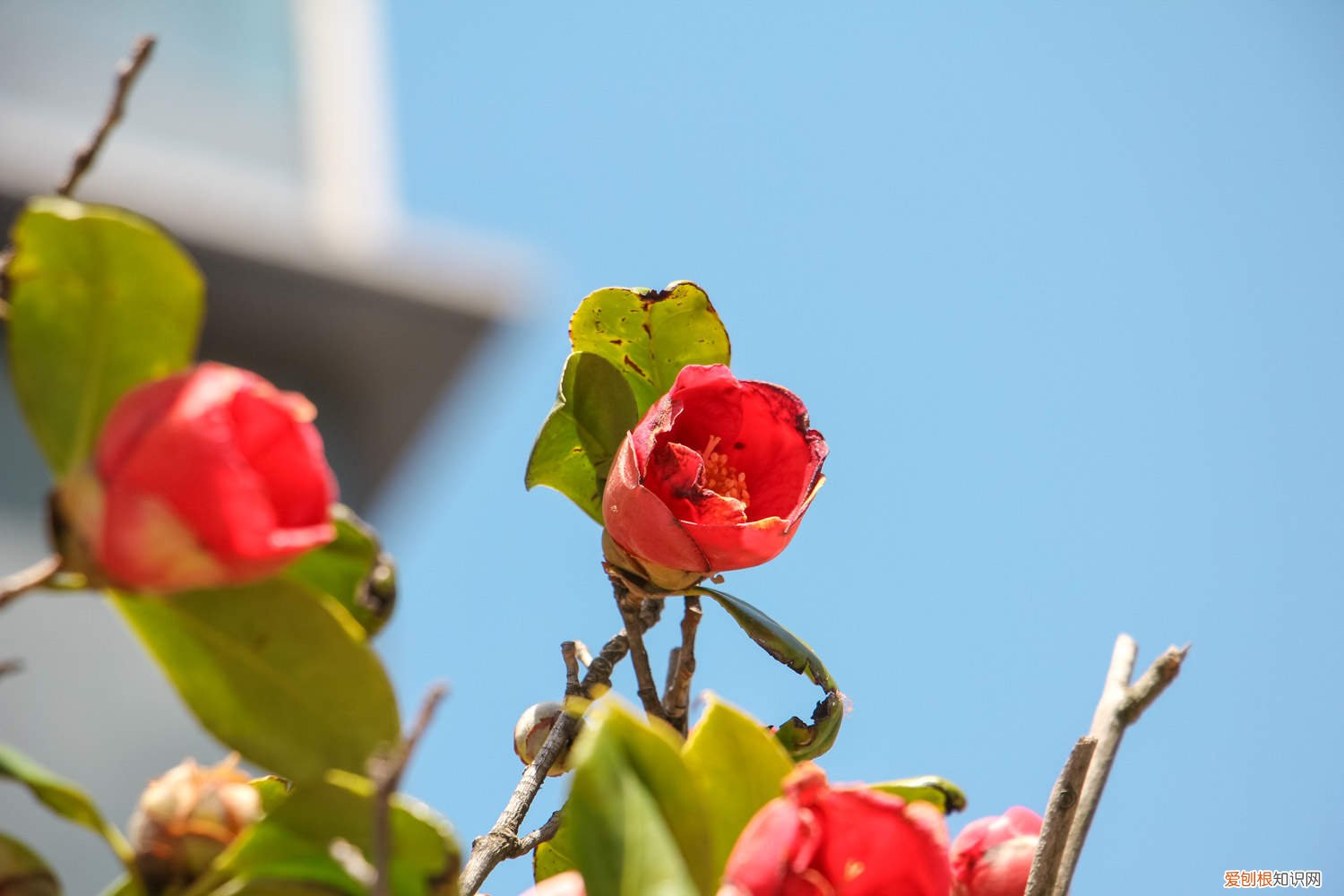 茶花如何养植 茶花如何养