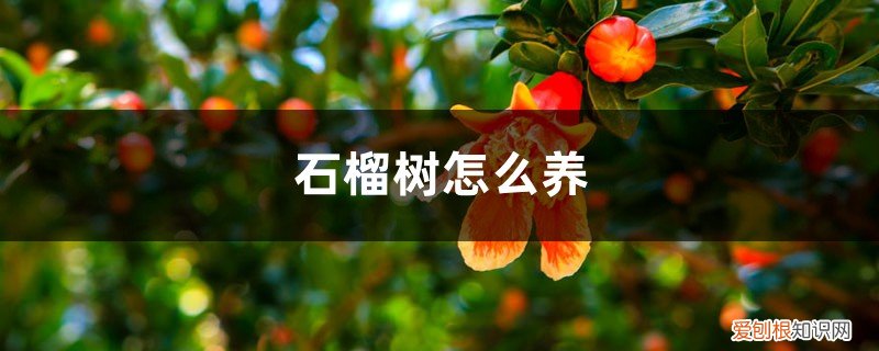 石榴树怎么养才能多结果 石榴树怎么养