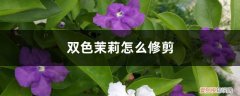 双色茉莉怎么修剪图片 双色茉莉怎么修剪