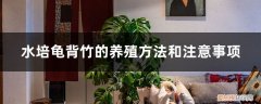 水培龟背竹的养殖方法和注意事项 水培龟背竹的养殖方法和注意事项