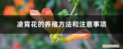 凌霄花的养殖方法和注意事项冬季 凌霄花的养殖方法和注意事项