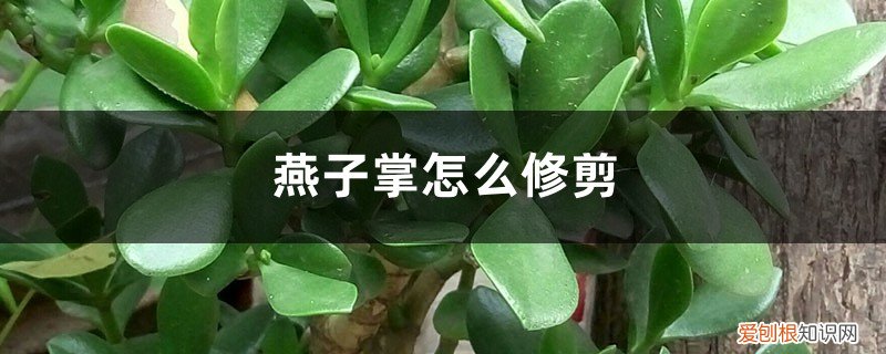 燕子掌怎么修剪,什么时候修剪最好 燕子掌怎么修剪，什么时候修剪