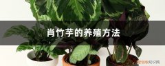 金梦竹芋的养殖方法 肖竹芋的养殖方法