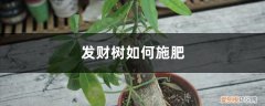 发财树如何施肥施什么 发财树如何施肥