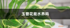 玉簪花如何浇水 玉簪花能水养吗，怎么水养