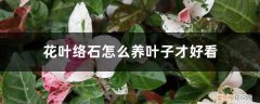 怎样养好花叶络石 花叶络石怎么养叶子才好看