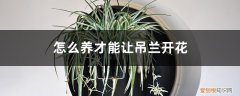 吊兰怎样养才能开花 怎么养才能让吊兰开花