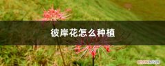 彼岸花种植方法与技巧 彼岸花怎么种植方法