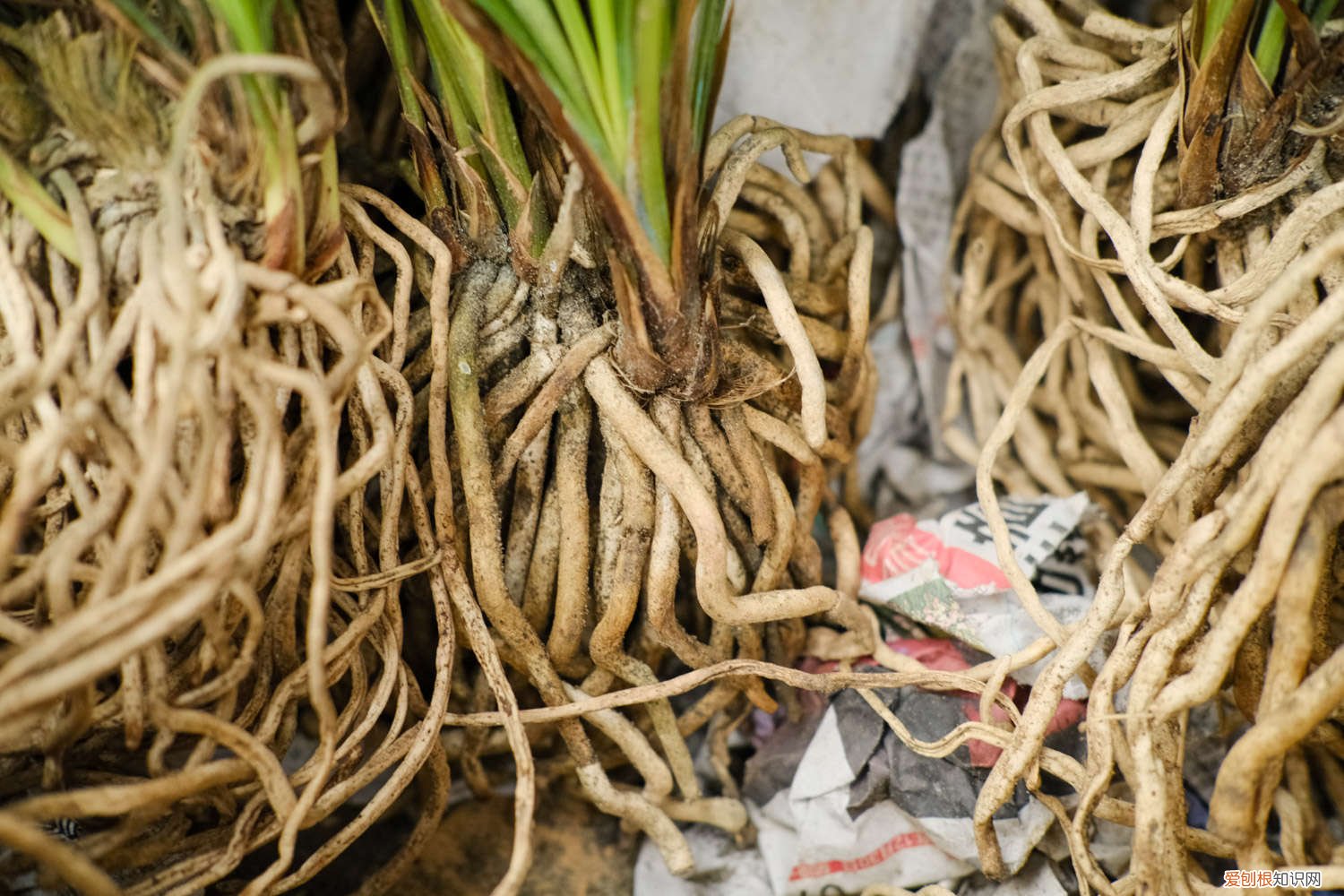 剑兰花怎么养什么时候开花 剑兰花应该怎么养