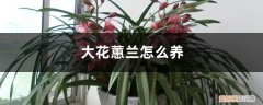 大花蕙兰怎么养家庭养法 大花蕙兰怎么养